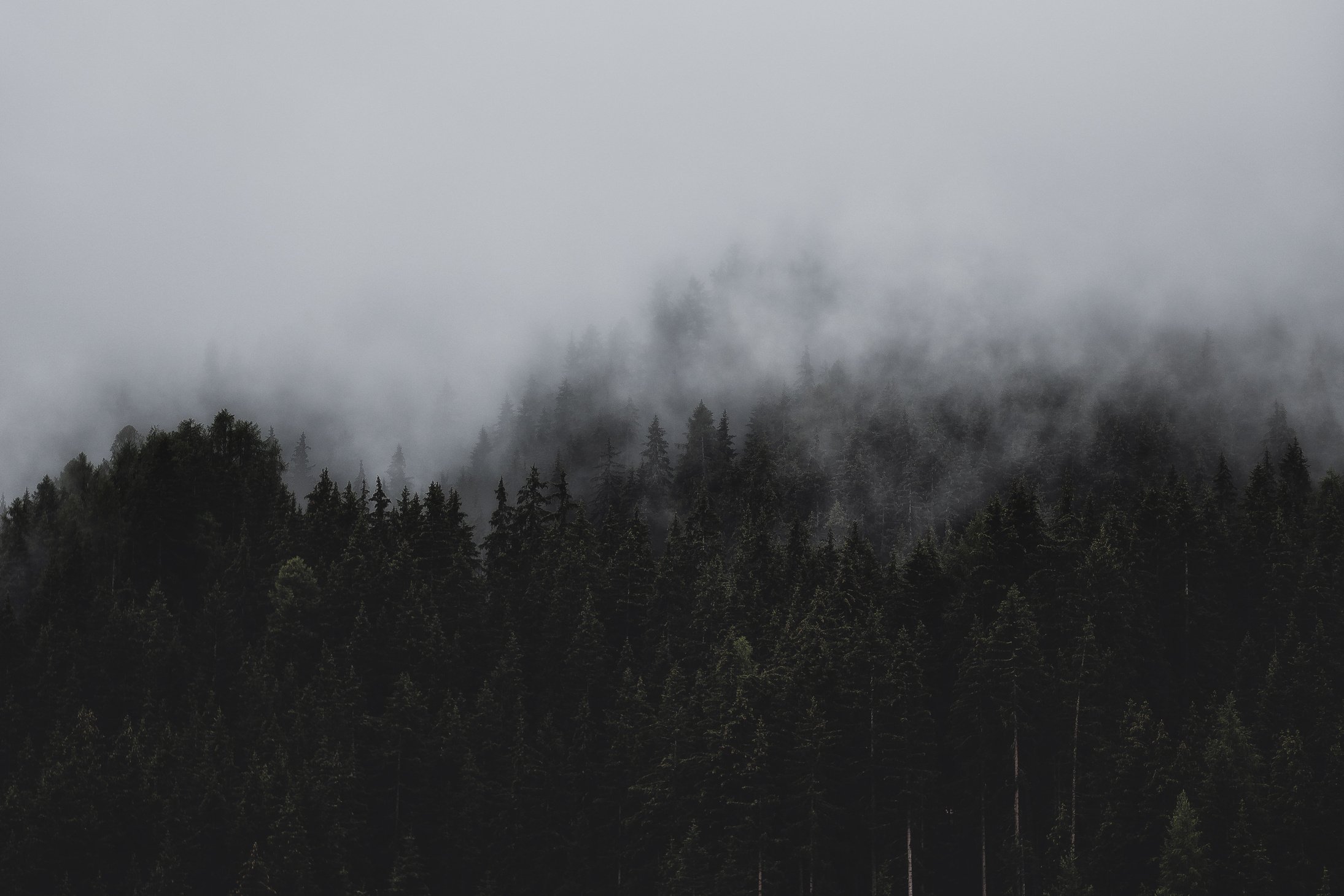 Forest Under Clouds